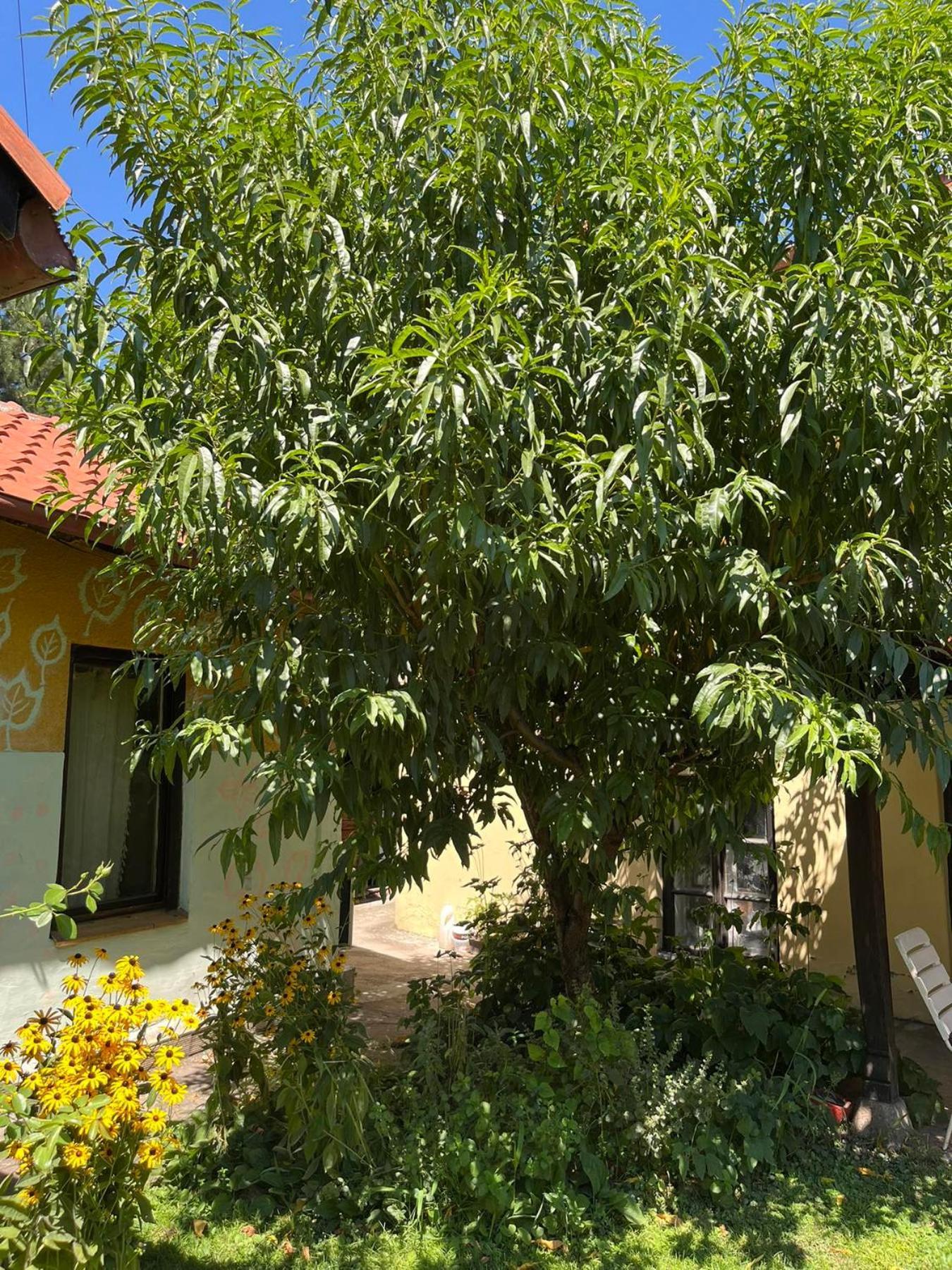 Garickina Kuca Apartman Pirot Kültér fotó